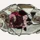 fossil fish