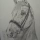 Horse portrait