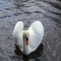 Swan lake