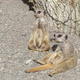 naughty lil meerkat
