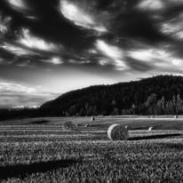 Harvest