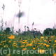 Field