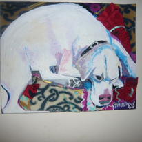 Cream  Coloured Labrador
