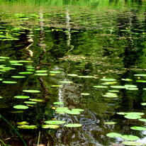 Pond