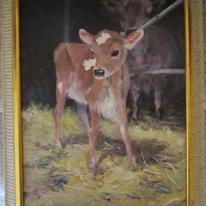 Jersey Cow With Calf