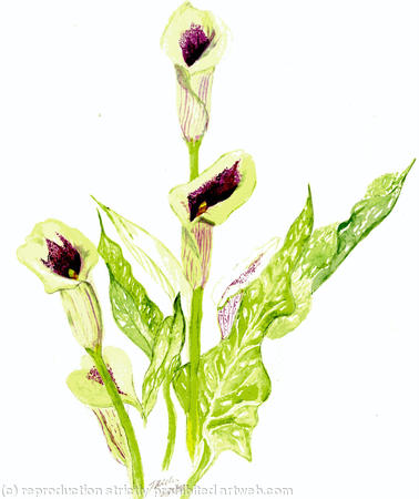 Cala Lilly