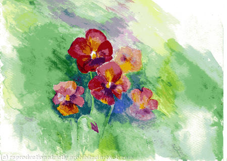 Pansies