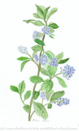 Blue Flower