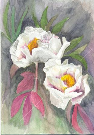 Peony