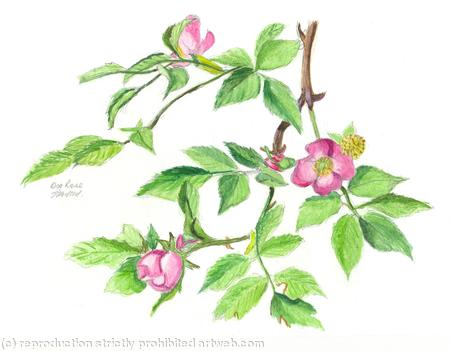 Dog Rose