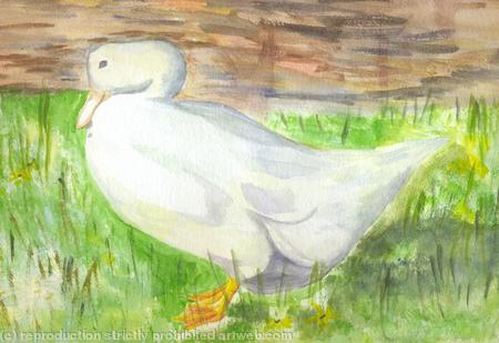 Duck