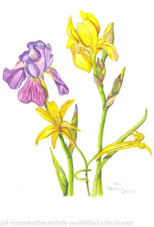 Bearded Iris