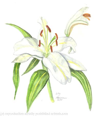 Lily