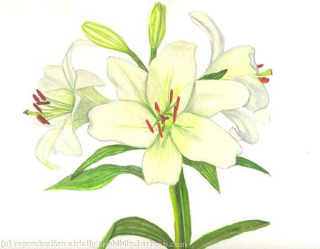Lillies