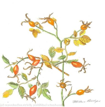 Rosehips