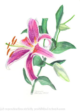 Stargazer