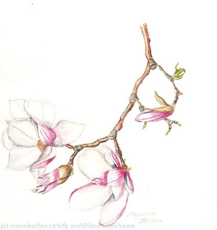 Magnolia