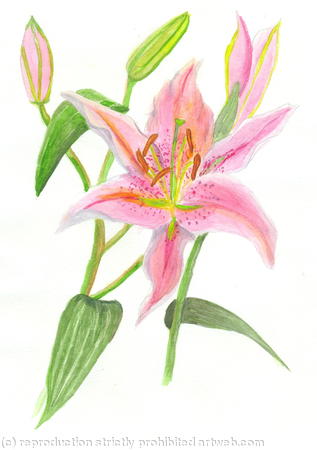 Stargazer - Pale