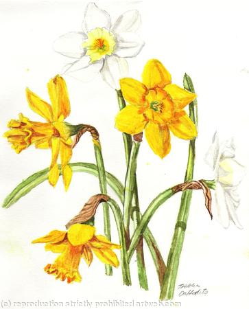 Daffodils
