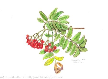 Mountain Ash
