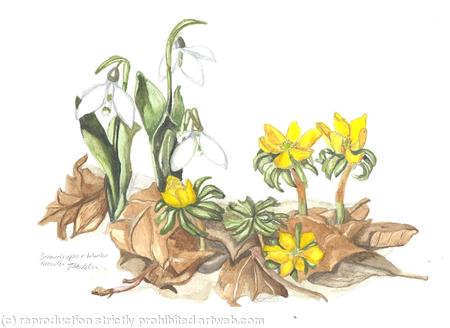 Snowdrops