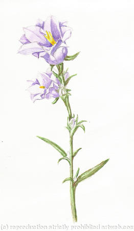 Bluebell