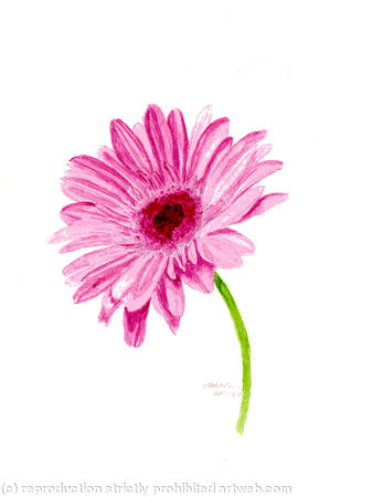 Gerbera