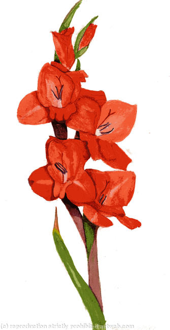 Gladioli