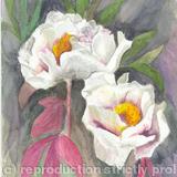 Peonie - Watercolour
