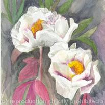 Peonie