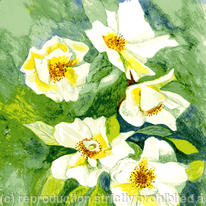 White Roses