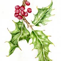 Holly