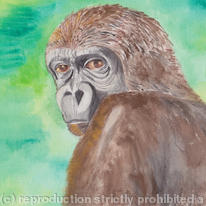 Monkey