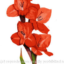 Gladioli