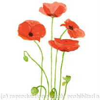 Poppy