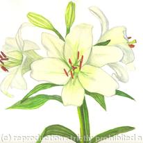 Lillies