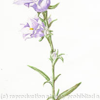 Bluebell
