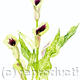 Cala Lilly