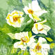 White Roses