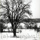 Snowy Landscape