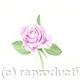 Pink Rose