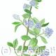 Blue Flower