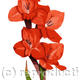 Gladioli