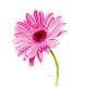 Gerbera
