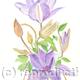 Clematis