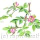 Dog Rose