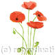 Poppy