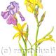 Bearded Iris