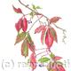 Virginia Creeper