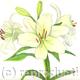 Lillies